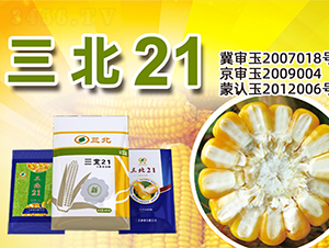 ����21-���׷N��-�����N�I(y��)