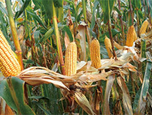 ���_(d��)602-���׷N��-�����N�I(y��)