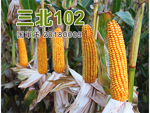 ����102-���׷N��-�����N�I(y��)