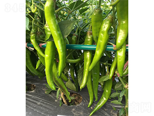 �S���-�����N��-�V�݁���