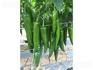 ���S1618-�����N��-�V�݁���