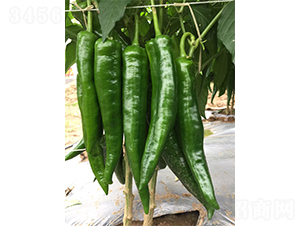 ���S7618-�����N��-�V�݁���