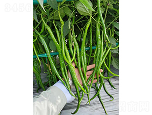 ����һ̖(h��o)�L(zh��ng)����F1-�����N��-�V�݁���