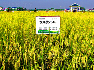 ���Ƀ�(y��u)2646-ˮ���N��-¡ƽ�N�I(y��)