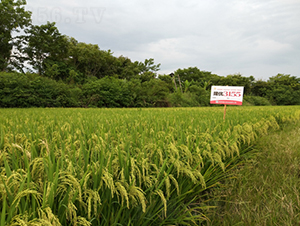 ¡��(y��u)3155-ˮ���N��-¡ƽ�N�I(y��)