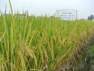 �I(l��ng)��(y��u)�Aռ-ˮ���N��-¡ƽ�N�I(y��)