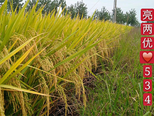 ���Ƀ�(y��u)534-ˮ���N��-¡ƽ�N�I(y��)