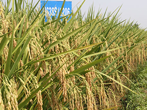 ¡�Ƀ�(y��u)1206-ˮ���N��-¡ƽ�N�I(y��)