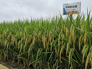 ƽ�Ƀ�(y��u)�z��-ˮ���N��-¡ƽ�N�I(y��)