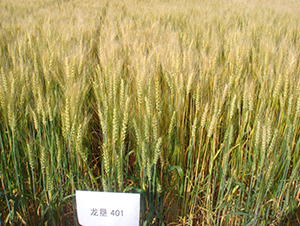 ����401-С���N��-���S�N�I(y��)