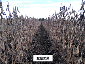 ����310-�󶹷N��-���S�N�I(y��)