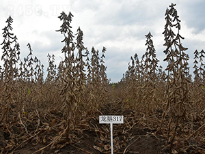 ����317-�󶹷N��-���S�N�I(y��)