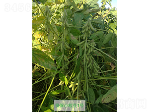 ����С����1̖-�󶹷N��-���S�N�I(y��)