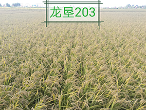 ����203-ˮ���N��-���S�N�I(y��)