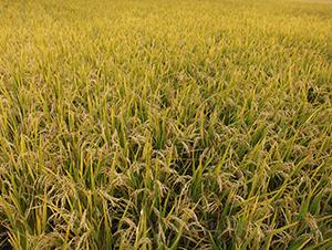 ����6̖(h��o)-ˮ���N��-���S�N�I(y��)