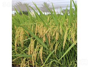 ԣ��(y��u)��ռ-ˮ���N��-�r���N��