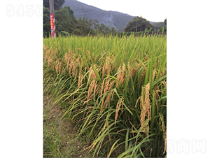 ԣ��(y��u)�hռ-ˮ���N��-�r���N��