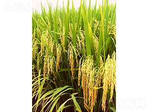 ԣ��(y��u)9611-ˮ���N��-�r���N��