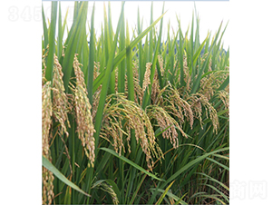 𮃞(y��u)4949-ˮ���N��-�r���N��