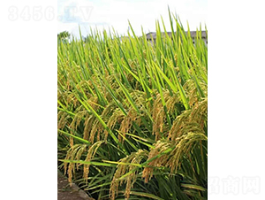 𮃞(y��u)4550-ˮ���N��-�r���N��