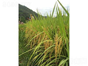 �ك�(y��u)��ռ-ˮ���N��-�r���N��