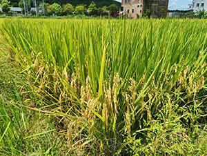 ���マ(y��u)19��-ˮ���N��-�r���N��