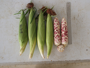 ��������Ŵ-���׷N��-�r���N��