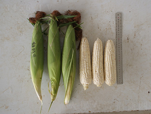 ��������Ŵ-���׷N��-�r���N��