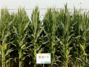 �Ǻ�710-���׷N��-�Ǻ��N�I(y��)