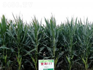 �Ǻ�117-���׷N��-�Ǻ��N�I(y��)