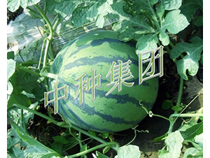 �׊W-���ϷN��-�зN���F(tu��n)