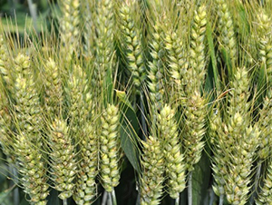 �S��718-С���N��-�зN���F(tu��n)