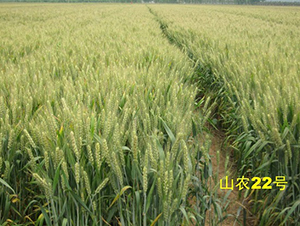 ɽ�r(n��ng)22̖(h��o)-С���N��-�зN���F(tu��n)