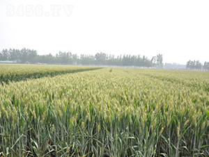 ����895-С���N��-�зN���F(tu��n)