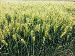 ���r(n��ng)4199-С���N��-�зN���F(tu��n)