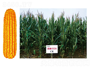 ����958-���׷N��-�зN���F(tu��n)