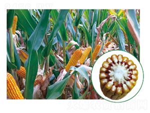 �L��706-���׷N��-�зN���F(tu��n)