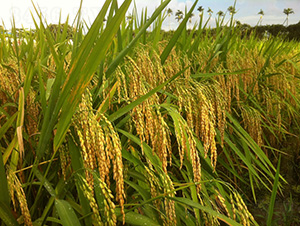 ����(y��u)767-ˮ���N��-�зN���F