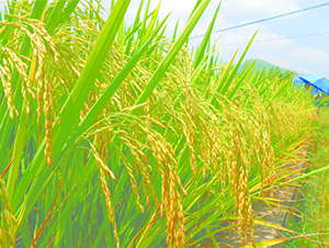 Y�Ƀ�(y��u)750-ˮ���N��-�зN���F