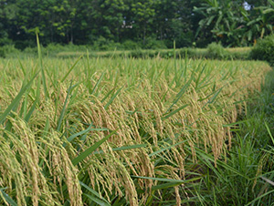 �����Ƀ�(y��u)1031-ˮ���N��-�зN���F