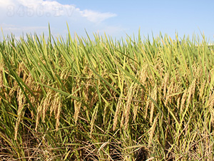 �����Ƀ�(y��u)863-ˮ���N��-�зN���F