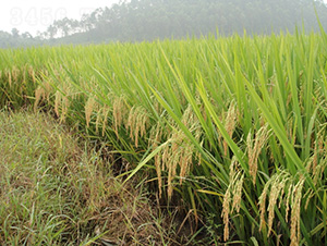 �(y��u)9798-ˮ���N��-�зN���F