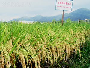 ��Ƀ�(y��u)58����ռ-ˮ���N��-�зN���F