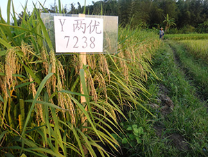 Y�Ƀ�(y��u)7238-ˮ���N��-�зN���F