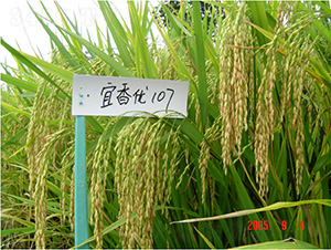 ����107-ˮ���N��-�зN���F