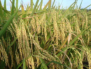 ��(y��u)202-ˮ���N��-�зN���F(tu��n)