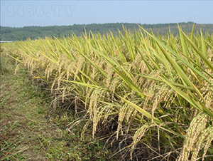 ���s629-ˮ���N��-�зN���F(tu��n)