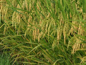 C�Ƀ�(y��u)4418-ˮ���N��-�зN���F(tu��n)