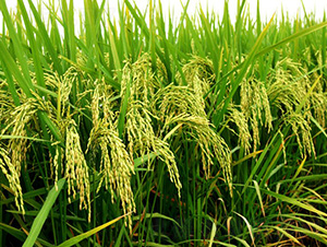 ʢ̩��(y��u)018-ˮ���N��-�зN���F(tu��n)