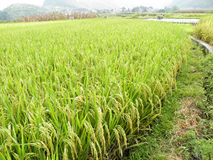 ʢ̩��(y��u)9712-ˮ���N��-�зN���F